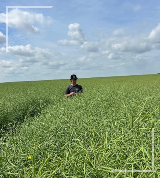 Crop Scouting